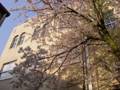 土堂小学校のサクラ