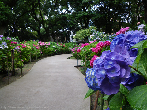 紫陽花の小径(IMGP3038:109,474 bytes)