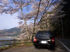 桜とDEMIO