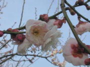 梅の花