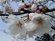 桜の花、近接