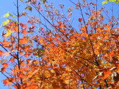 紅葉を見上げる