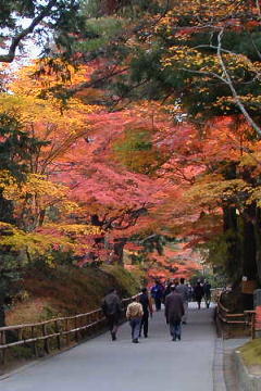 参道の紅葉