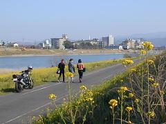 菜の花の散歩道