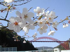 桜と干支大橋