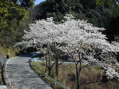 山奥の桜も満開