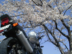 桜の樹の下で