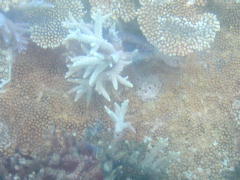 見事な珊瑚