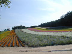 お約束のお花畑