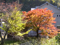 紅葉