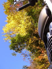 の紅葉