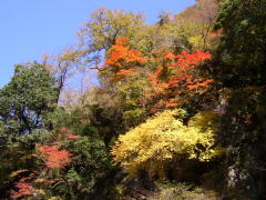 九酔渓の紅葉