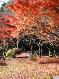 九年庵の紅葉(DSCN0009.JPG)
