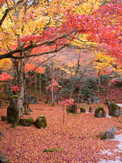 光明禅寺の紅葉(PB190024.JPG)