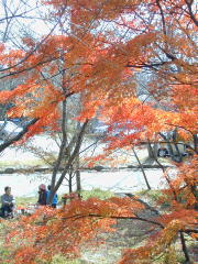 竈門神社の紅葉