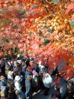 紅葉の下に行列を見下ろす