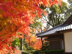 観世音寺の紅葉