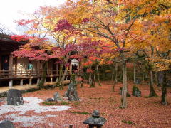 紅葉