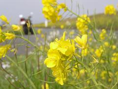 菜の花ロード