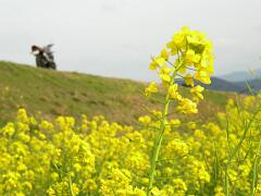 菜の花
