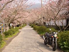 桜並木
