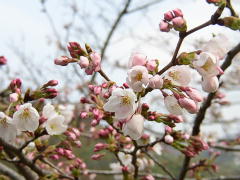 桜ほころぶ