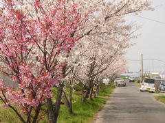 桜