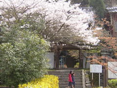 清水寺の桜