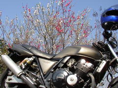 桜とCB