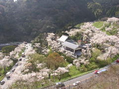 八木山峠の桜