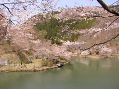 大分青少年の森の桜