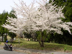 またまた桜
