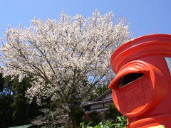 桜とポスト