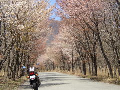 桜のトンネル