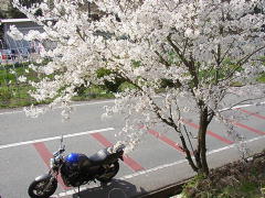 桜とCB