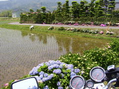 田んぼと紫陽花