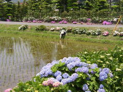 田んぼと紫陽花