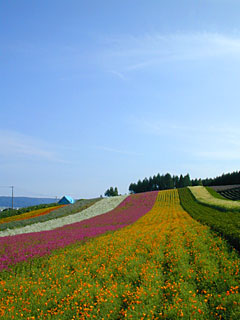 お花畑