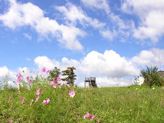 コスモスと青空