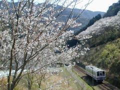 桜の下を行く高千穂鉄道