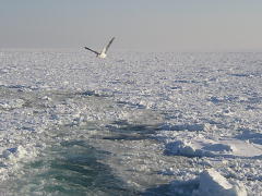 流氷原の上を飛ぶカモメ(p2030197.jpg)