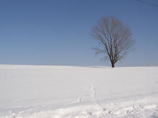雪の哲学の木(p2070535.jpg)