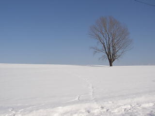 雪の哲学の木(p2070535.jpg)