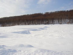 雪の朝(p2080591.jpg)