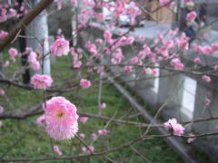 やっと梅も開花