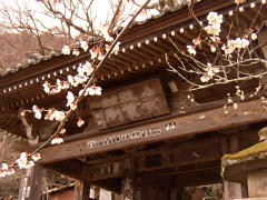 ほころぶ桜