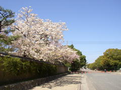 筥崎宮の桜