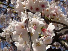 桜さくら