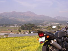 菜の花畑と阿蘇