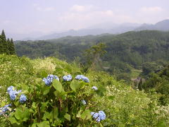 山に咲く紫陽花